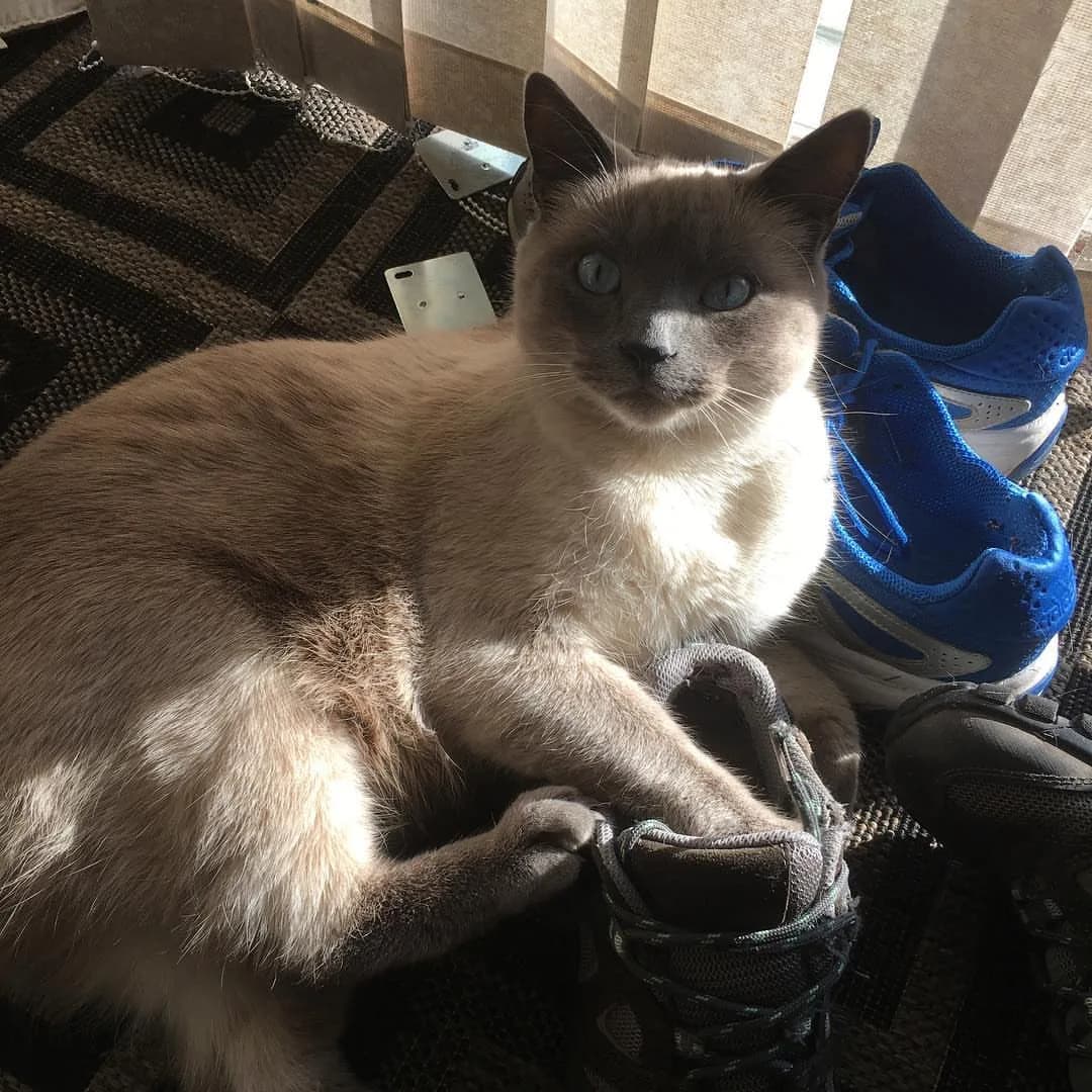 Siamese