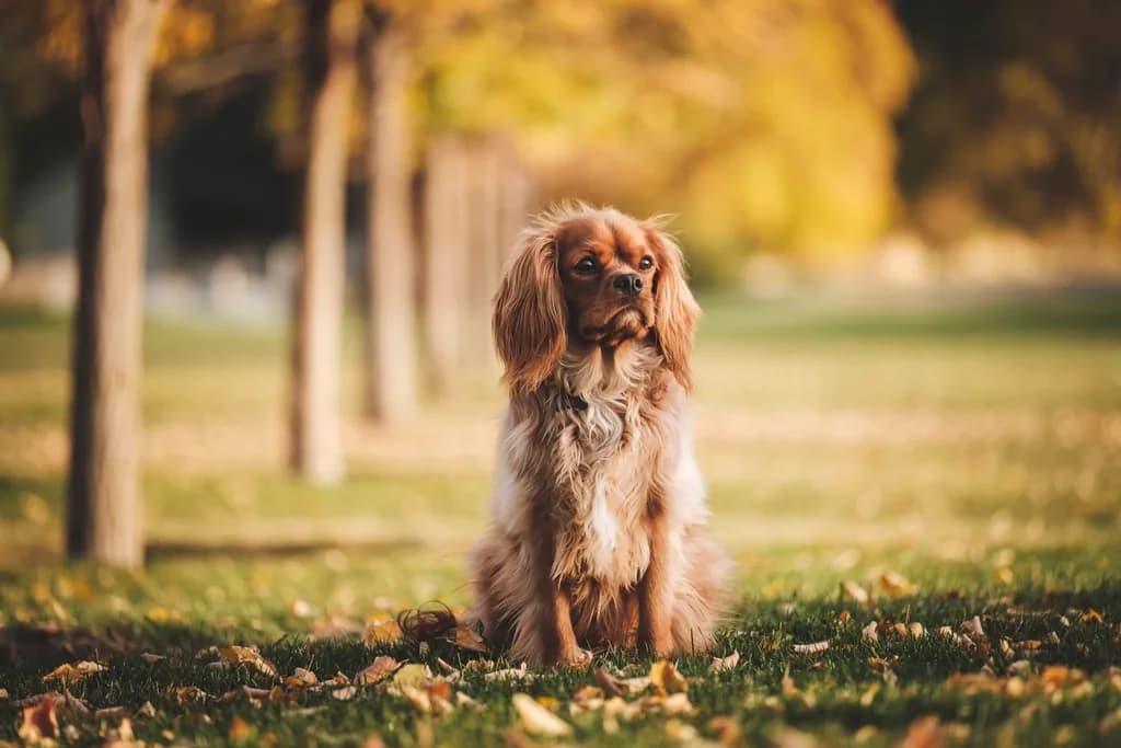 Cocker Spaniel