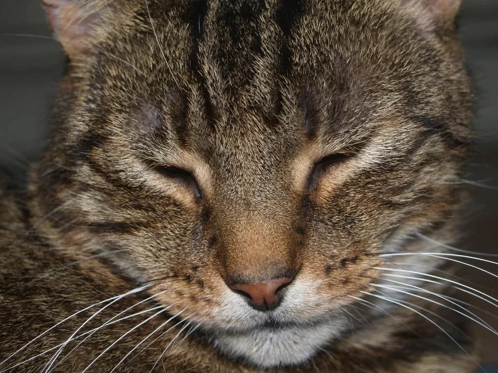 Abyssinian