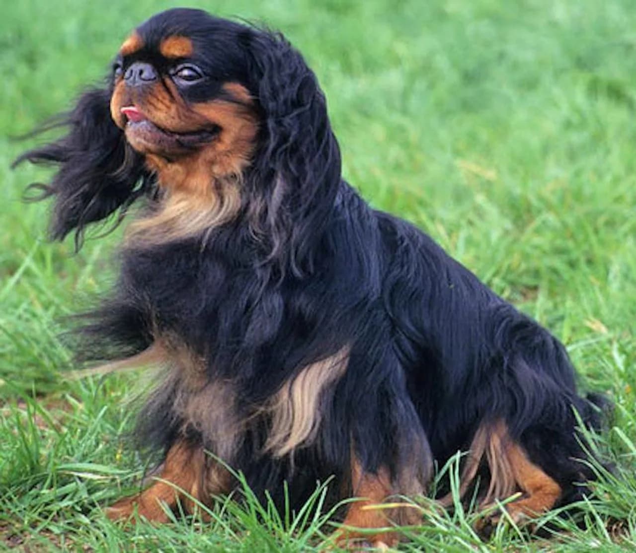 King Charles Spaniel