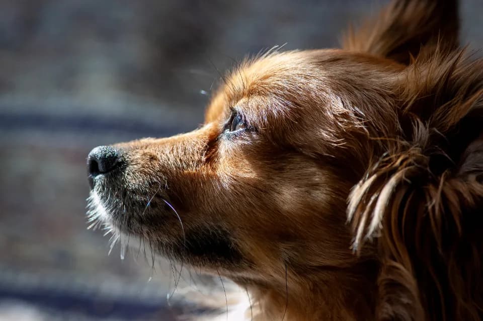 Papillon