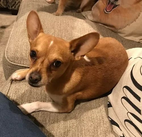 Chihuahua