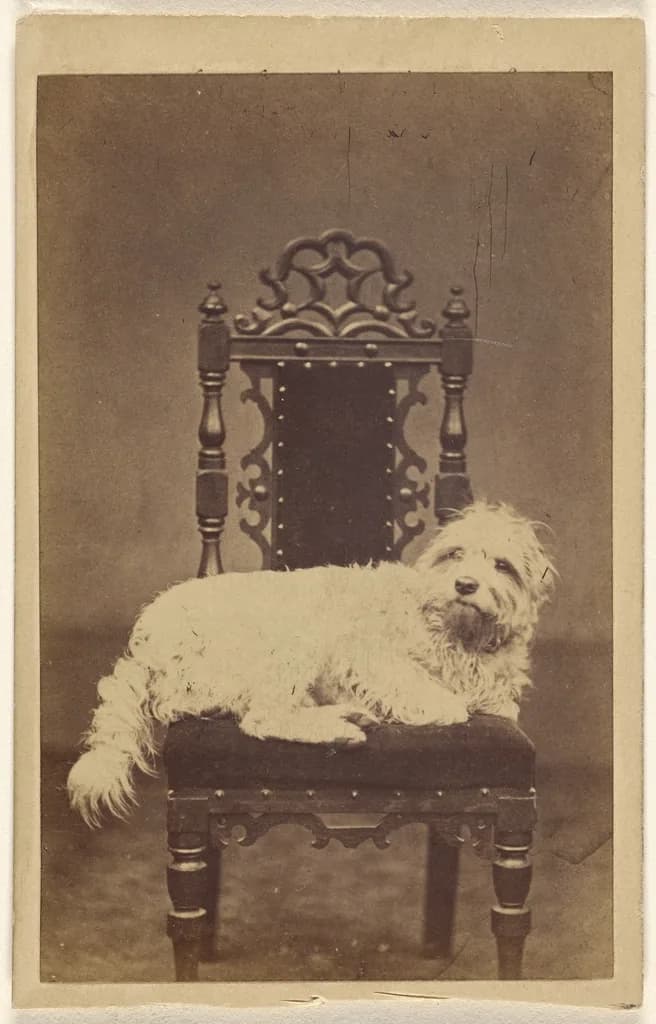 West Highland White Terrier
