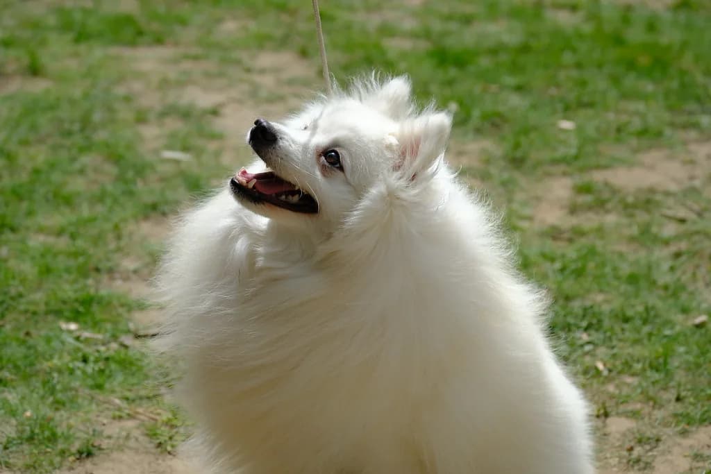 Japanese Spitz