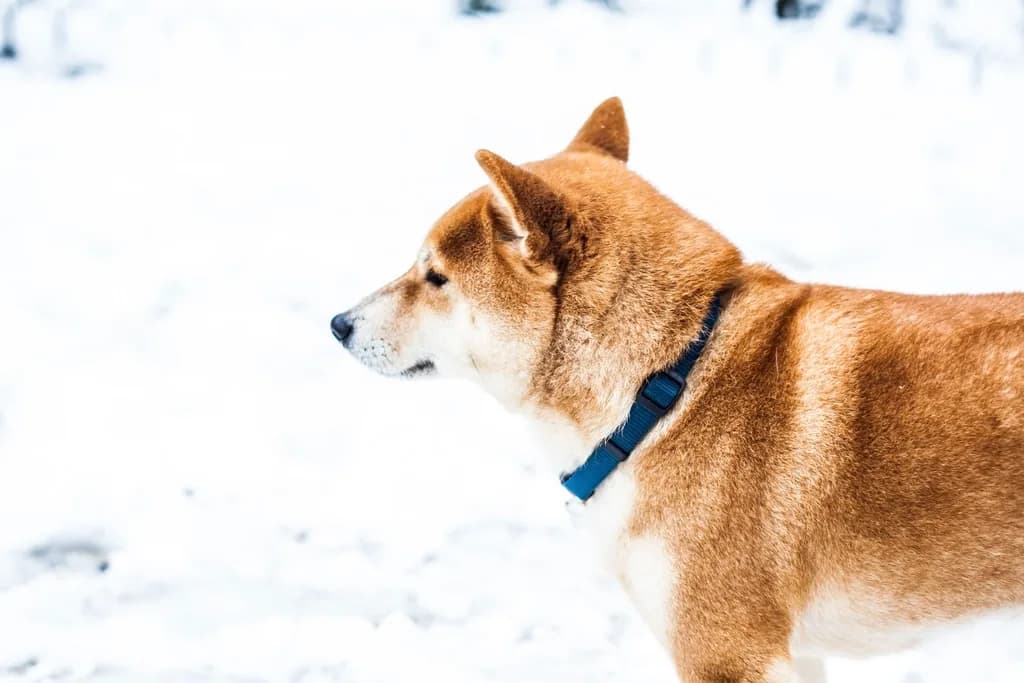 Shiba Inu
