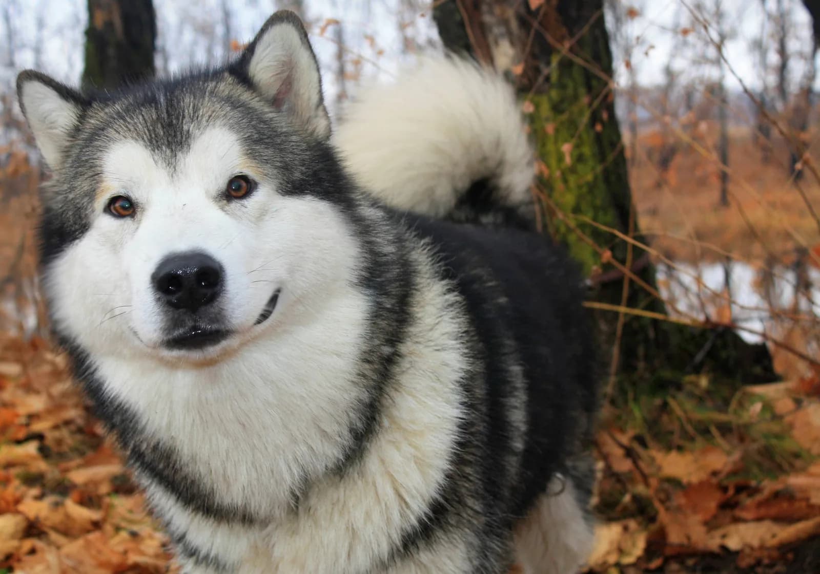 Alaskan Malamute