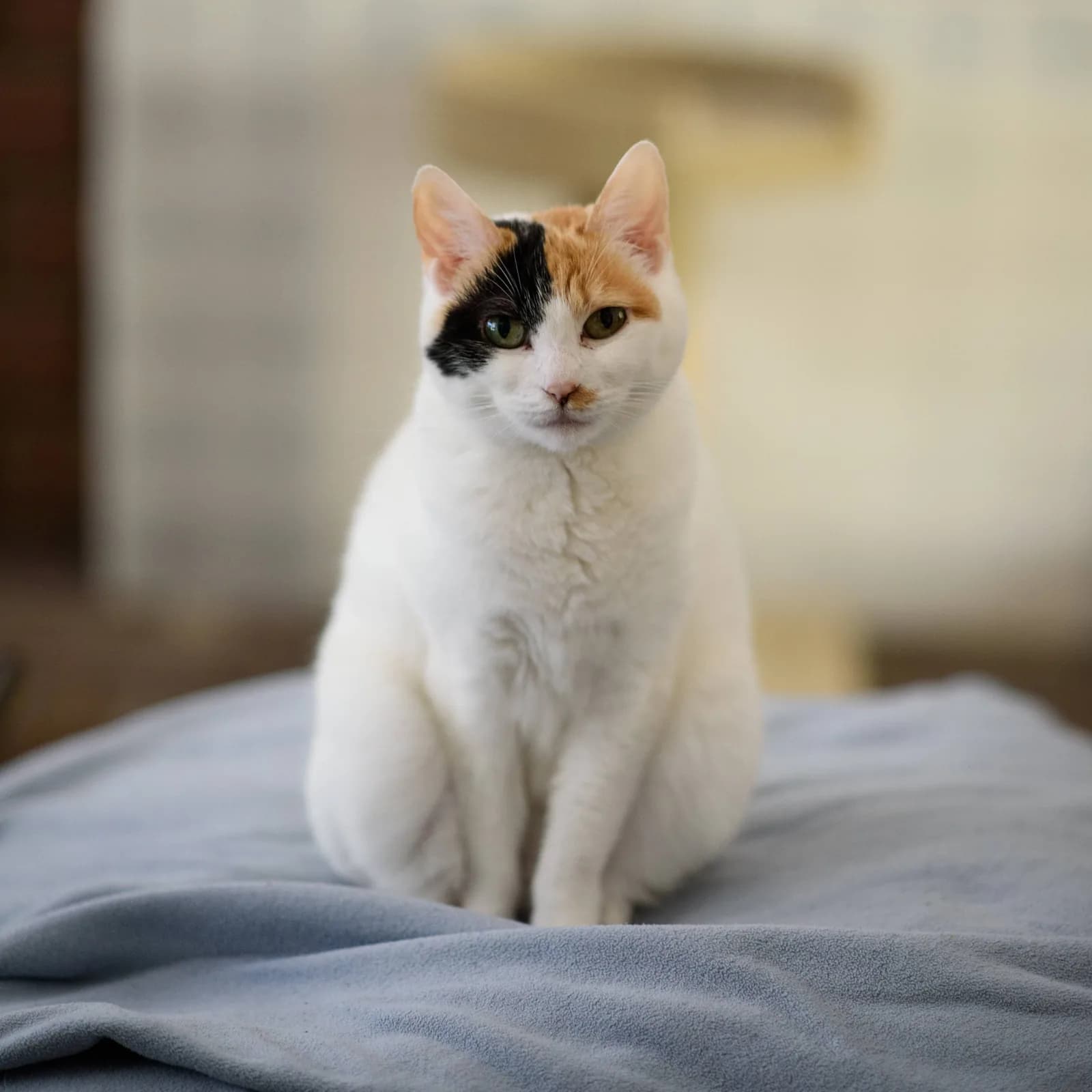 Japanese Bobtail