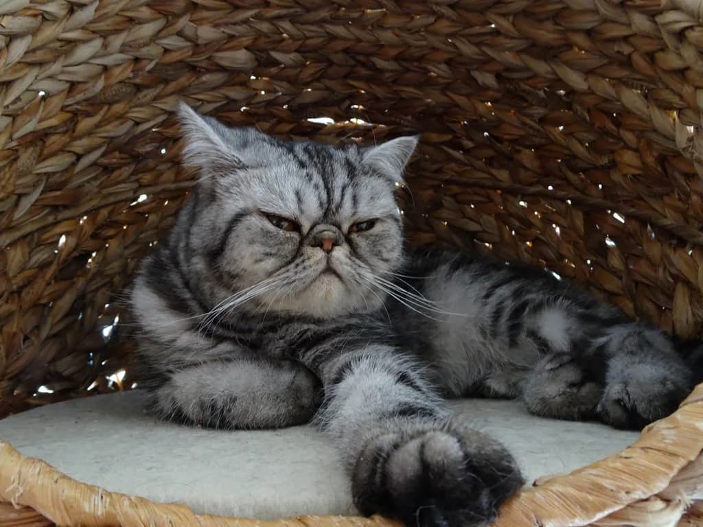 Exotic Shorthair