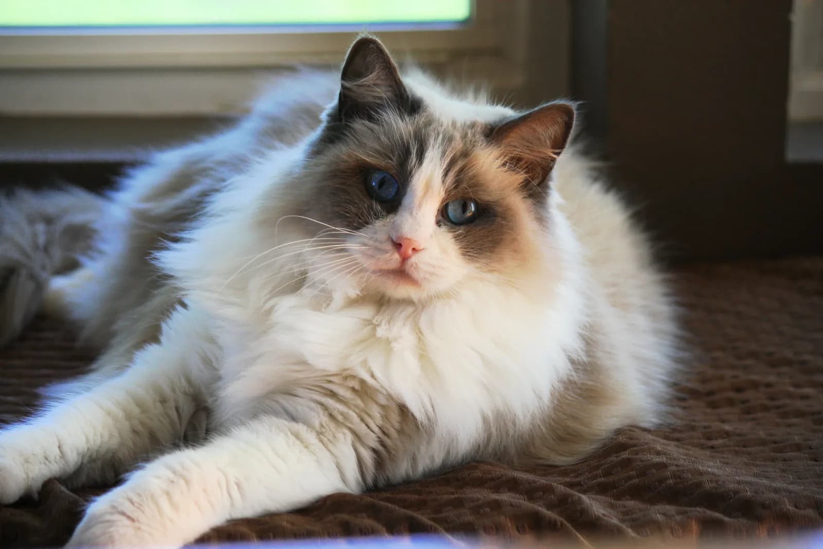 Ragdoll