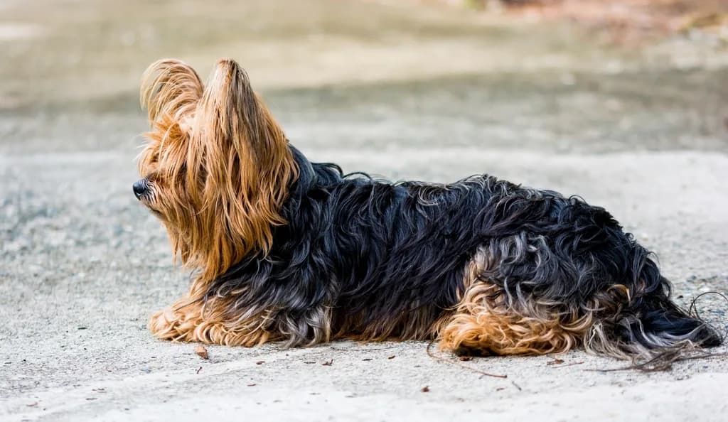 Airedale Terrier
