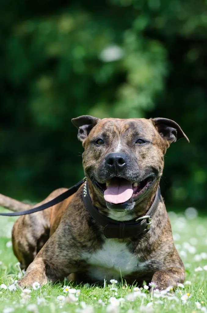 Staffordshire Bull Terrier