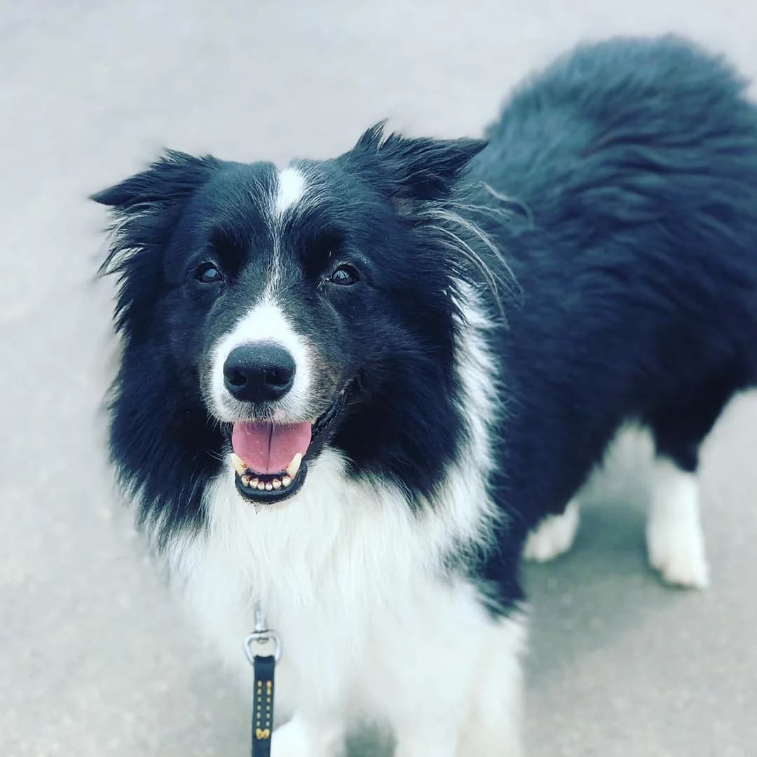 Border Collie
