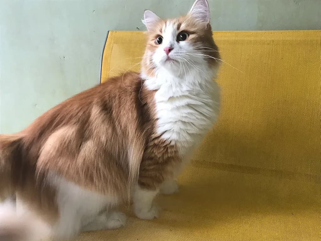 Siberian