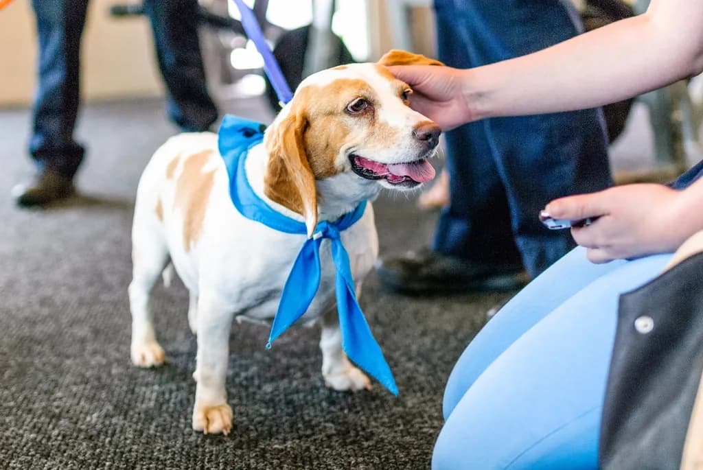 Beagle