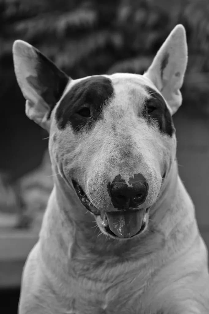 Bull Terrier