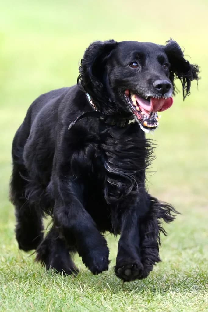 Field Spaniel