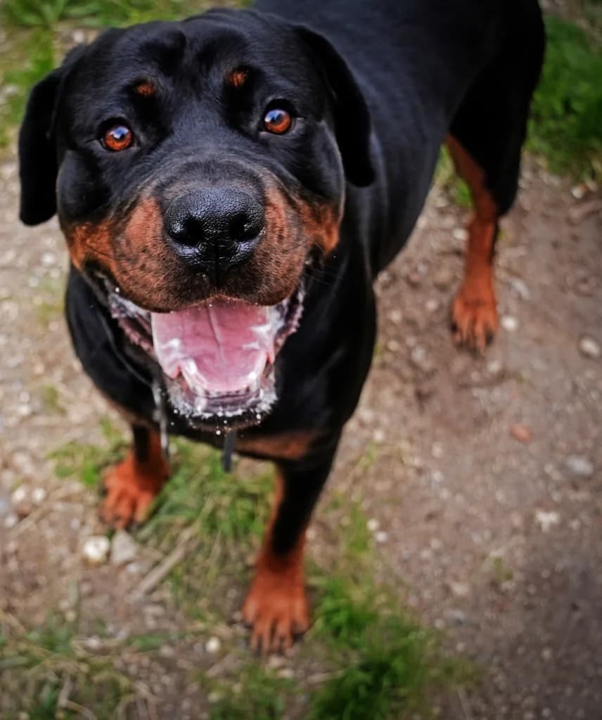 Rottweiler