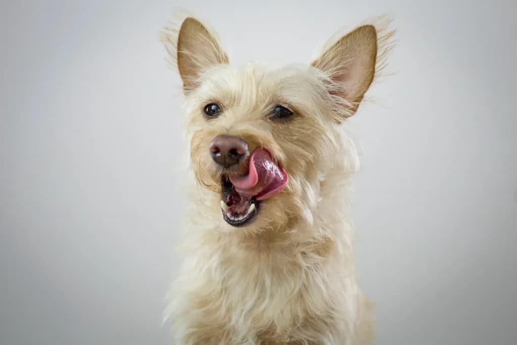West Highland White Terrier
