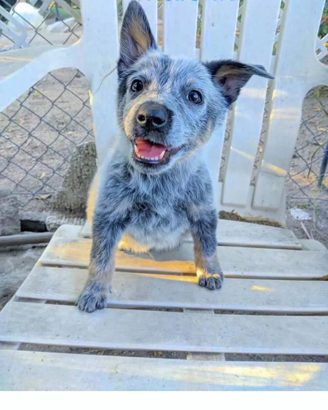 Australian Cattle Dog