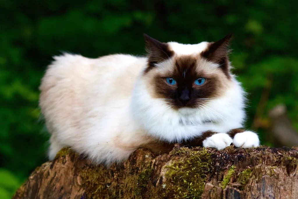 Ragdoll