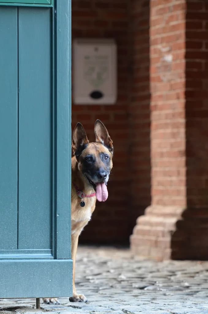 Belgian Malinois