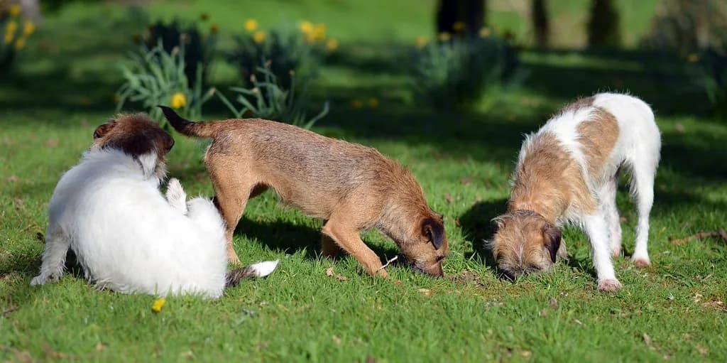 Skye Terrier