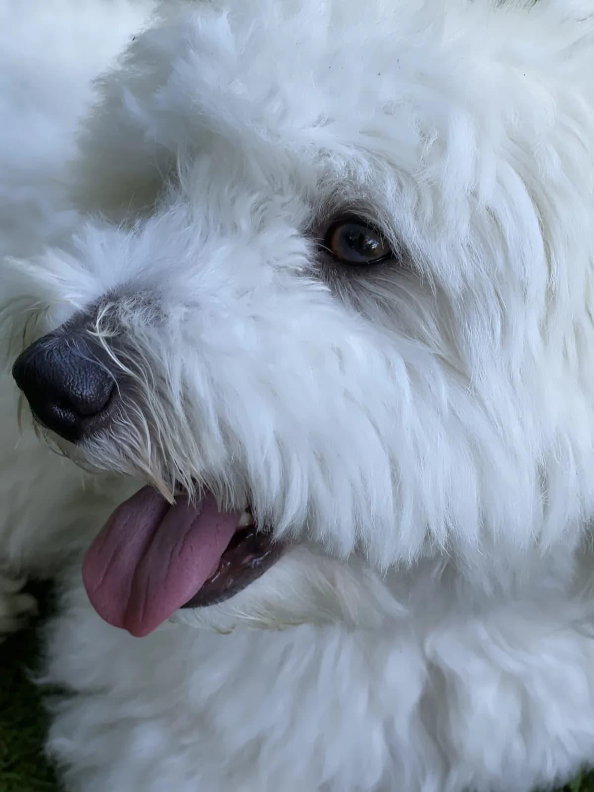 Cockapoo
