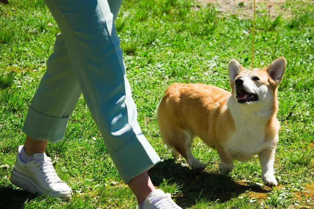Pembroke Welsh Corgi