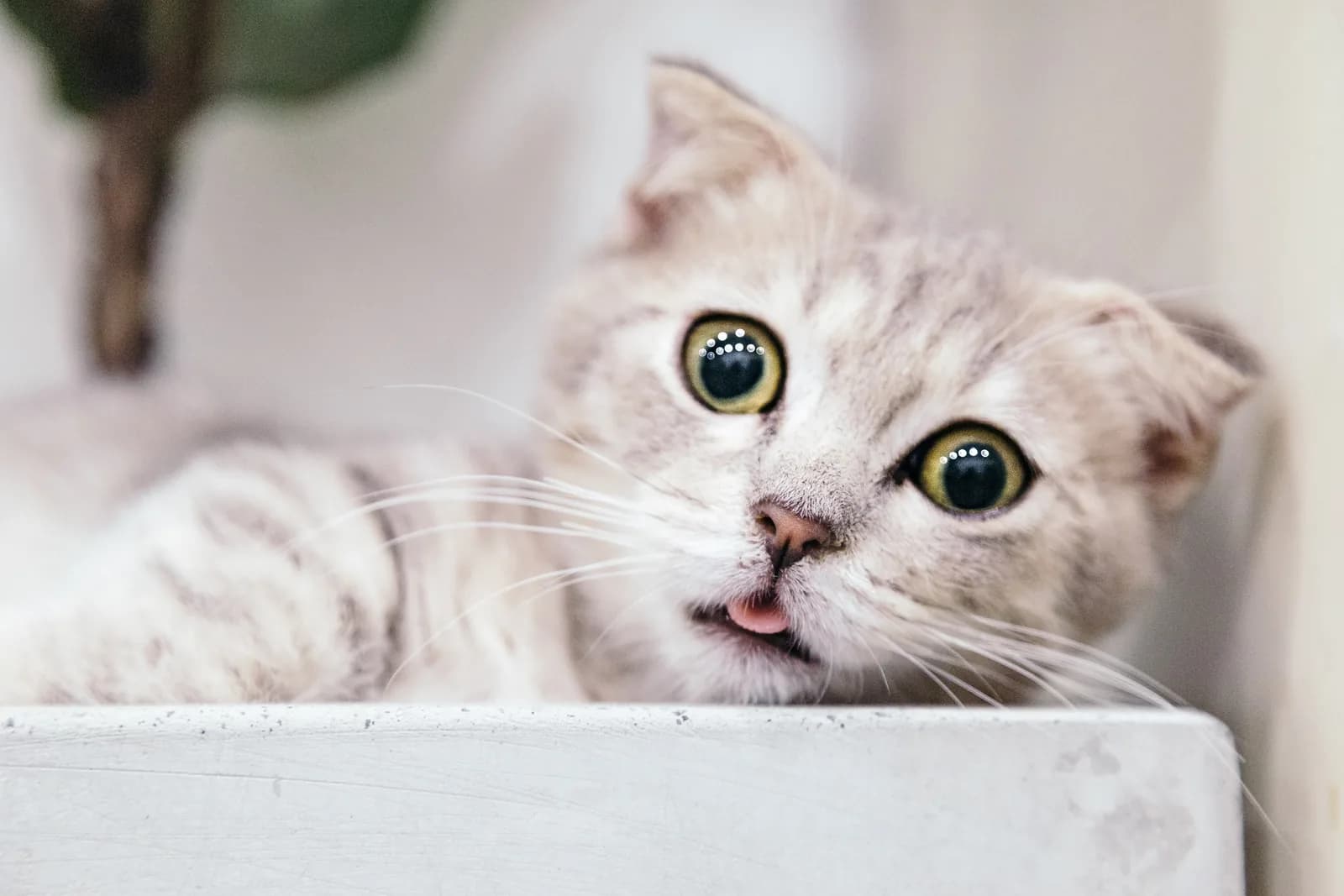 Siberian