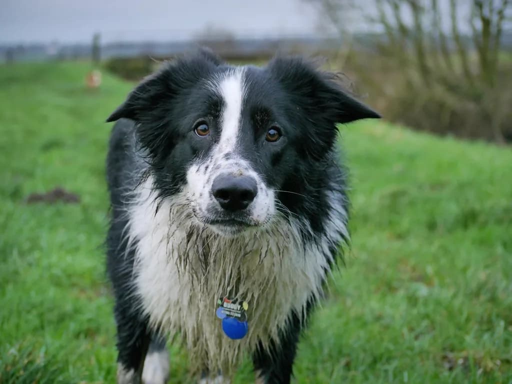 Border Collie