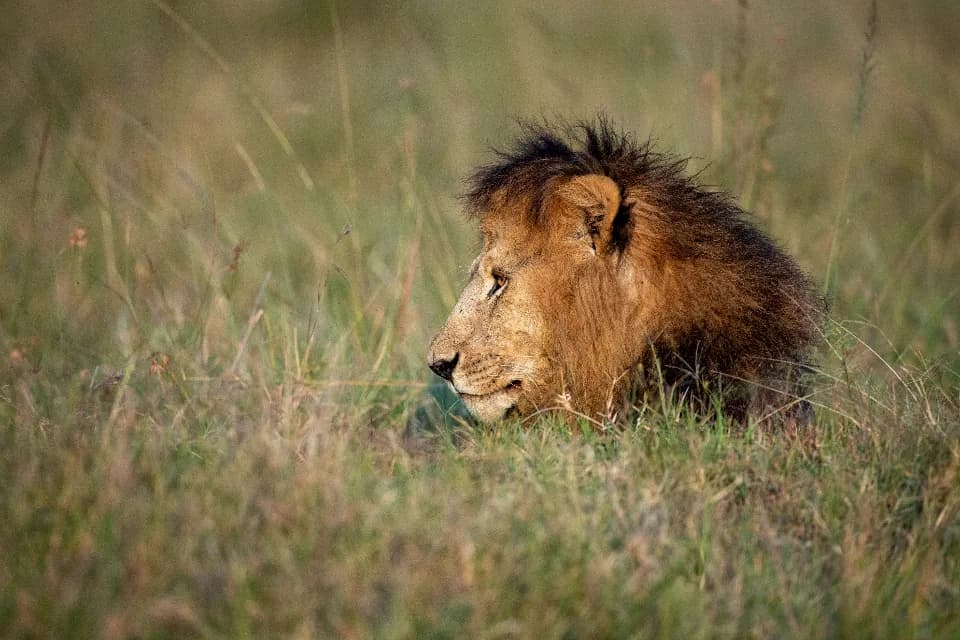 Safari