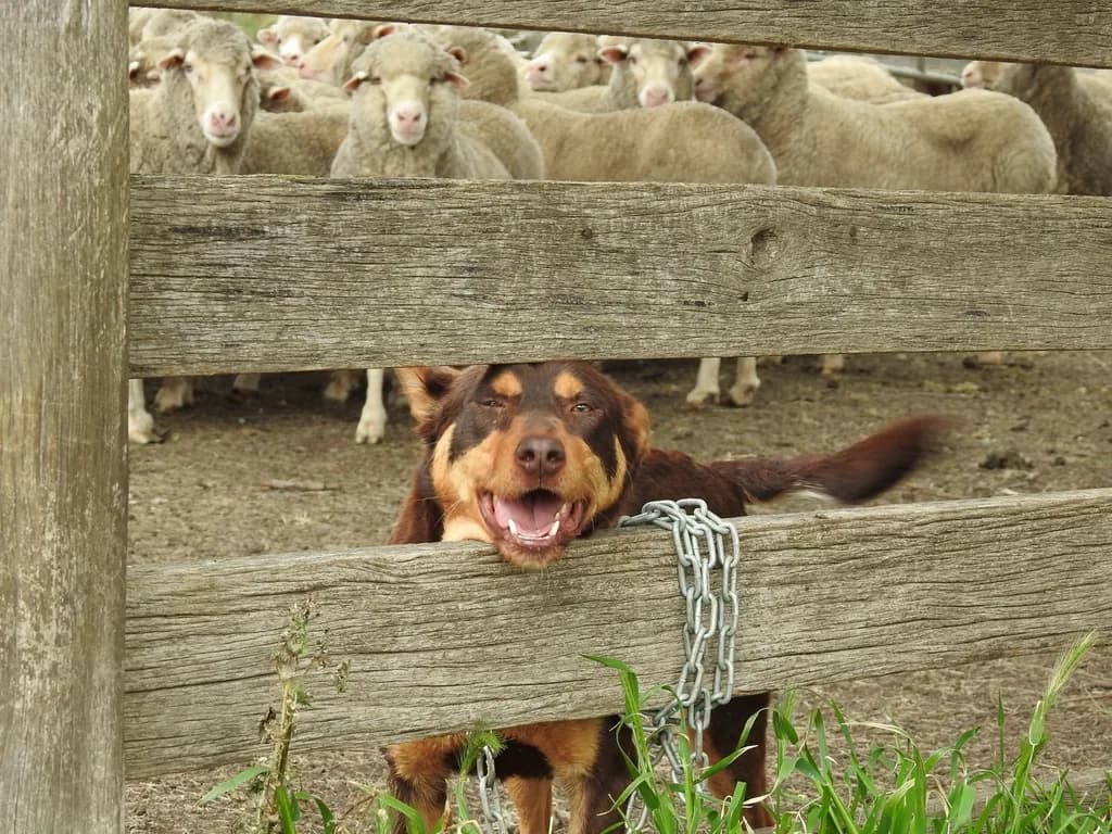 Australian Kelpie