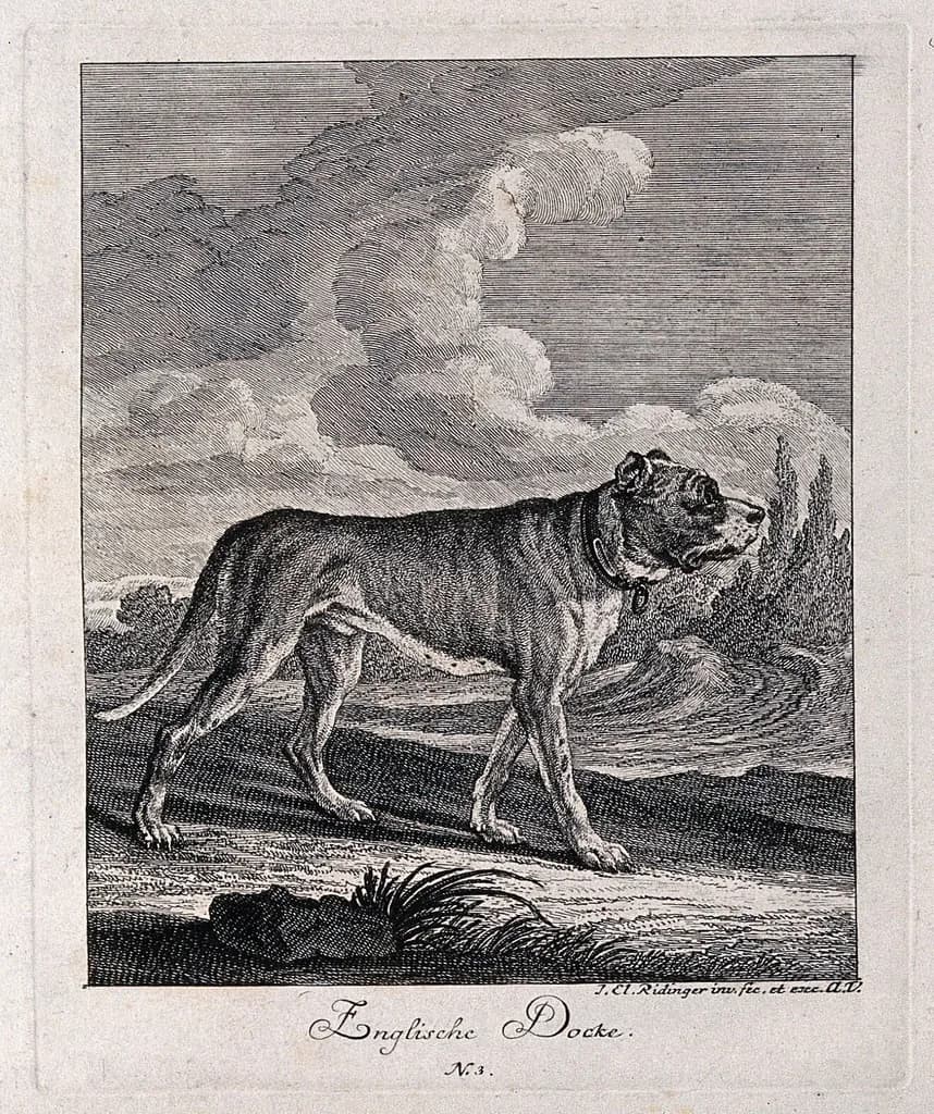 English Mastiff
