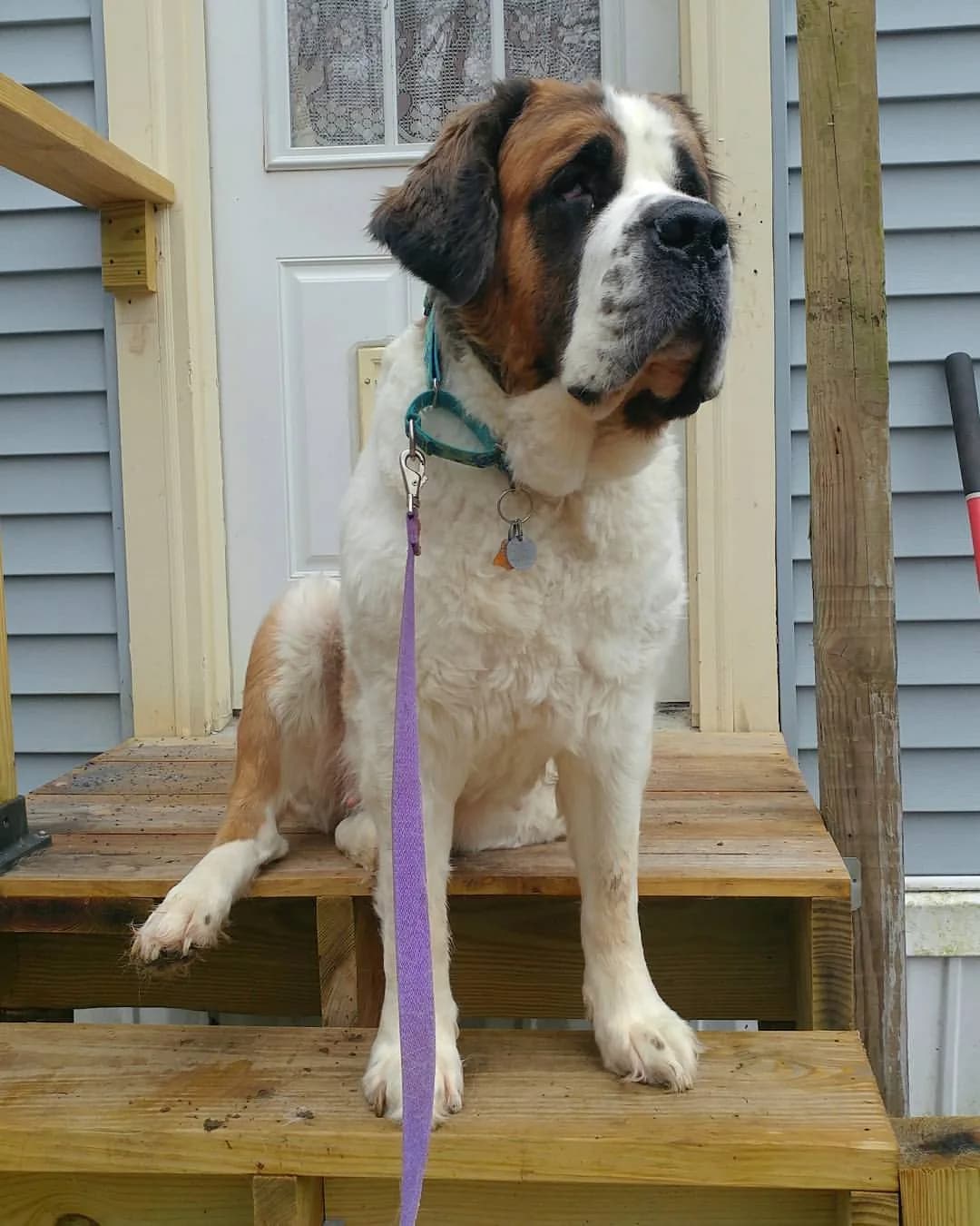 Saint Bernard