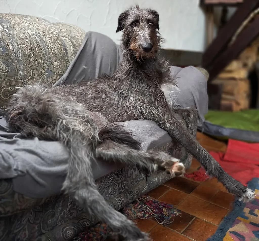 Scottish Deerhound