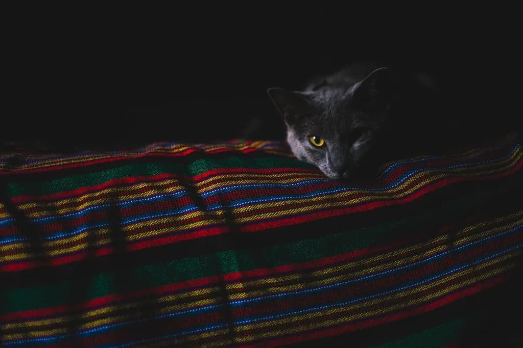 Russian Blue