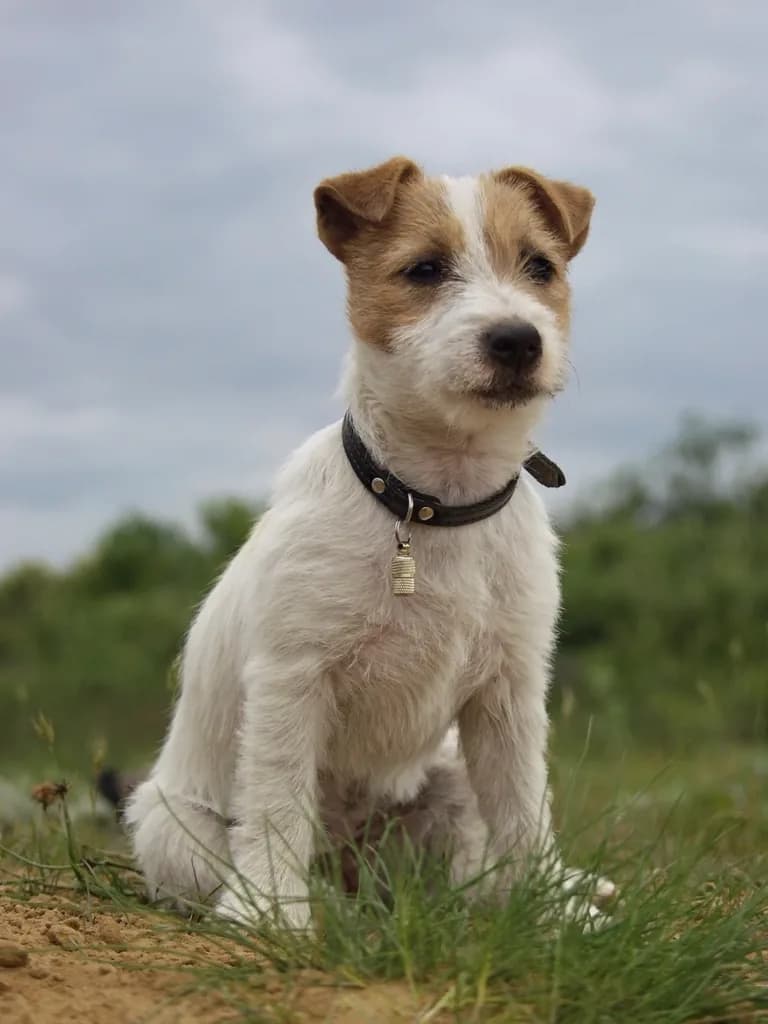 Jack Russell Terrier