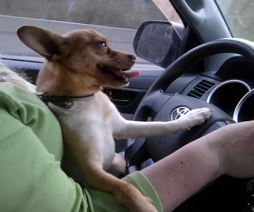 Chihuahua