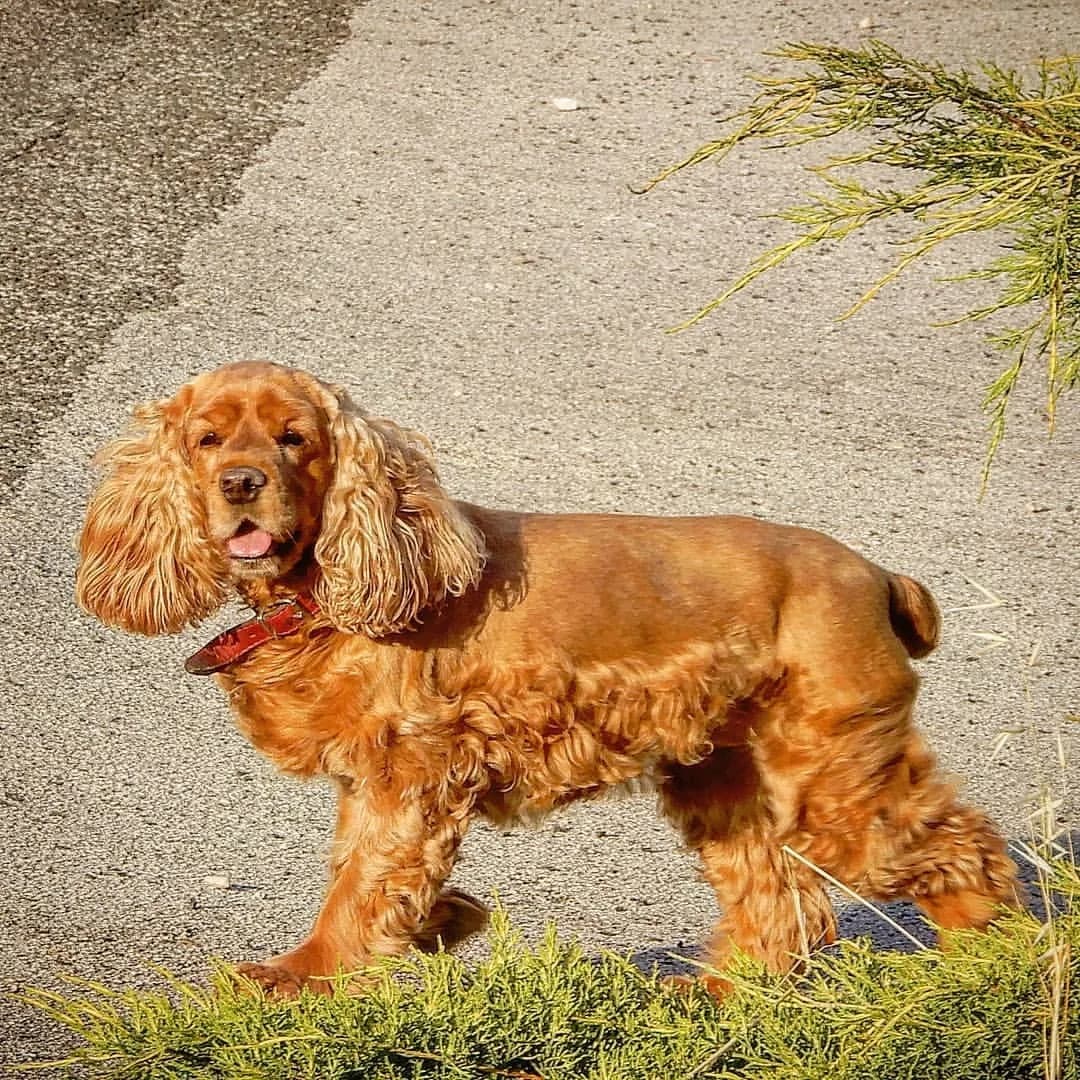 Cocker Spaniel