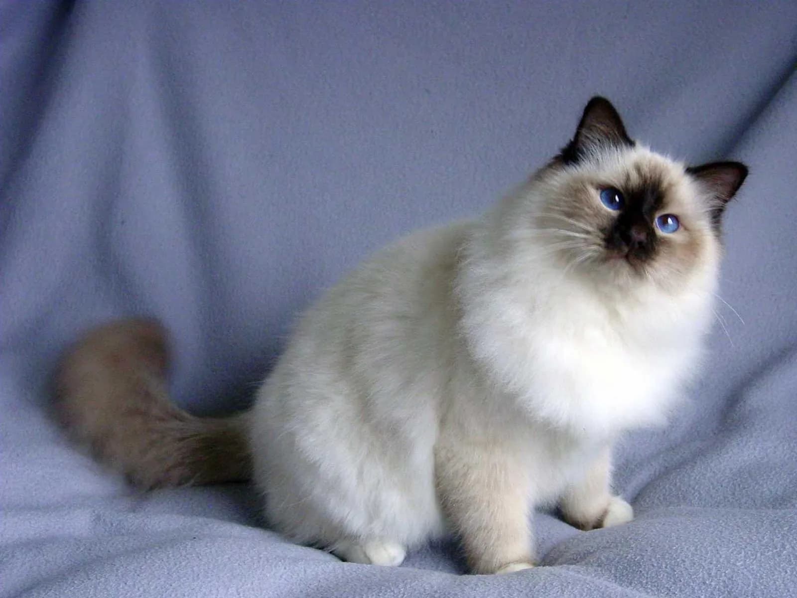 Birman