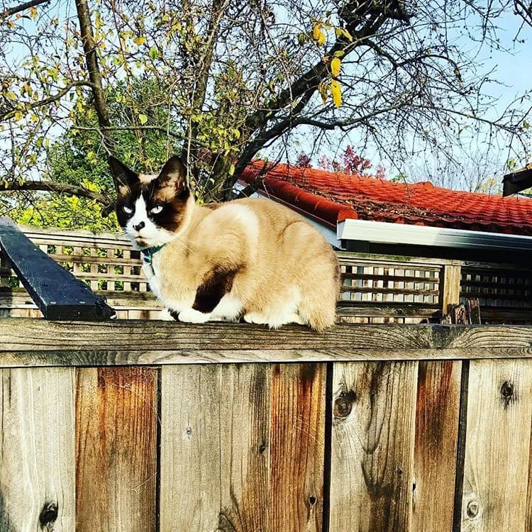 Snowshoe