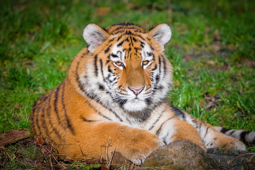 Siberian