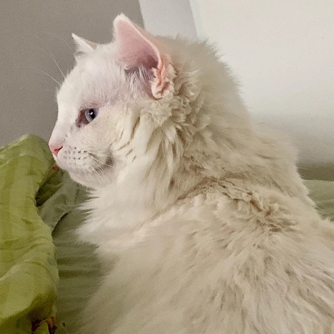Turkish Angora
