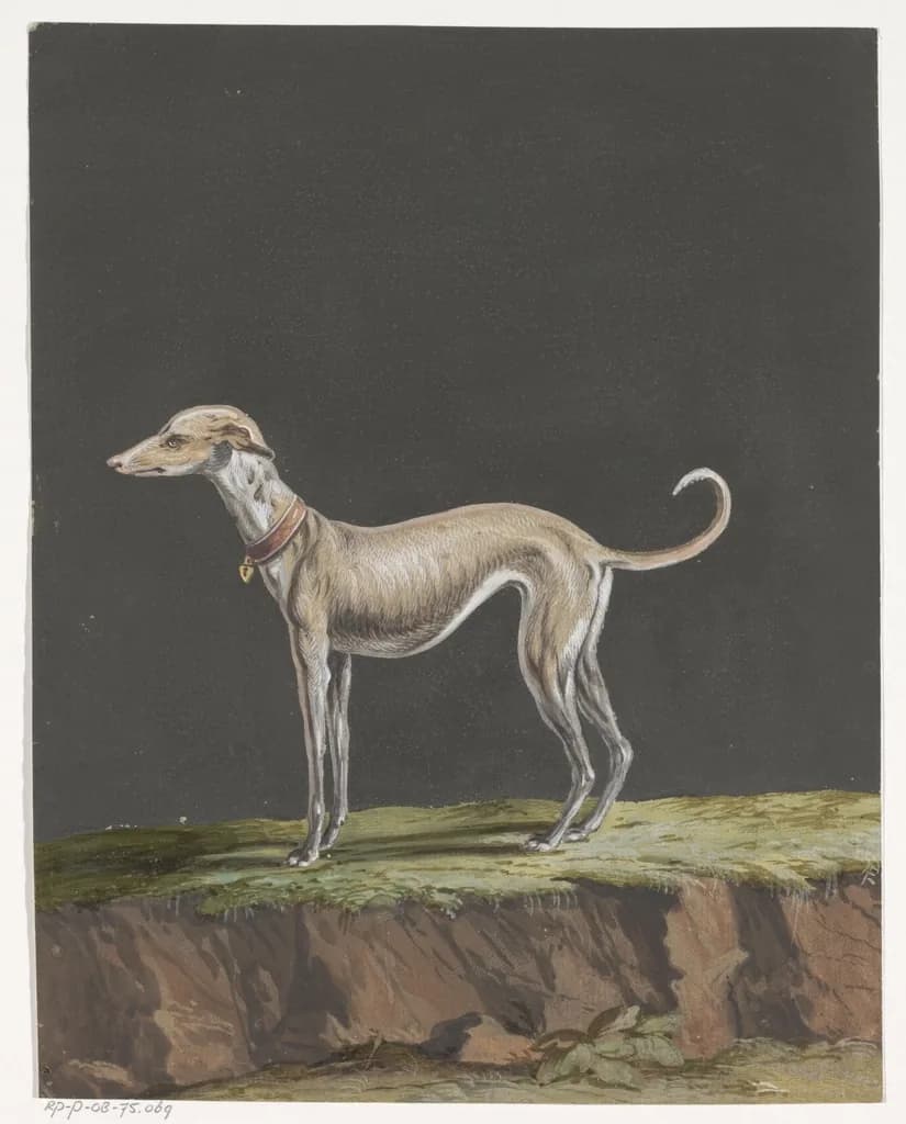 Whippet
