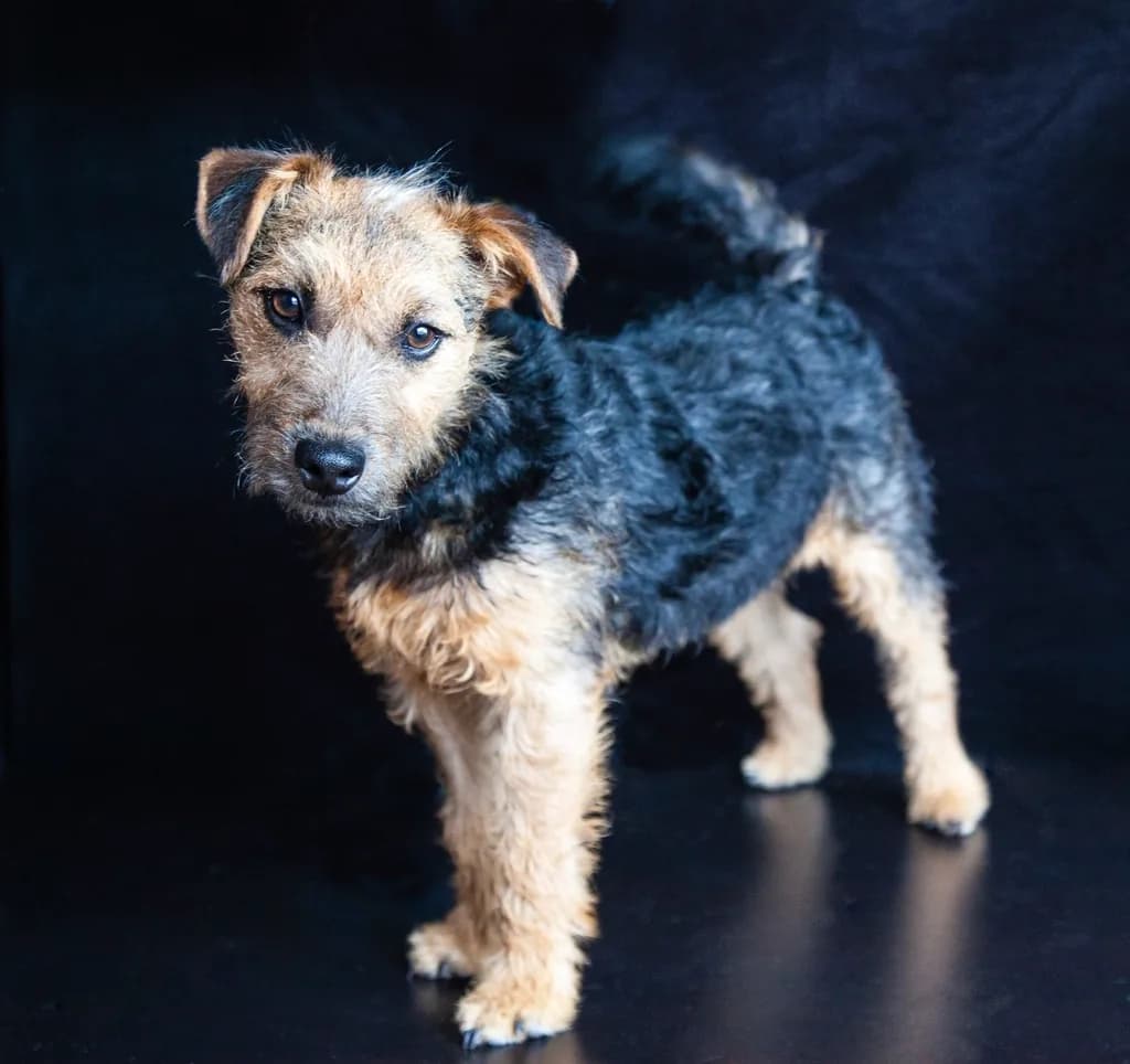 Airedale Terrier