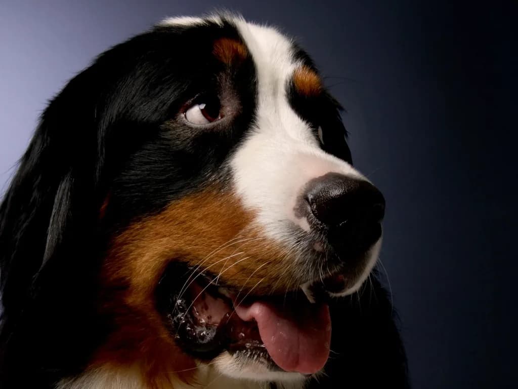 Bernese Mountain Dog