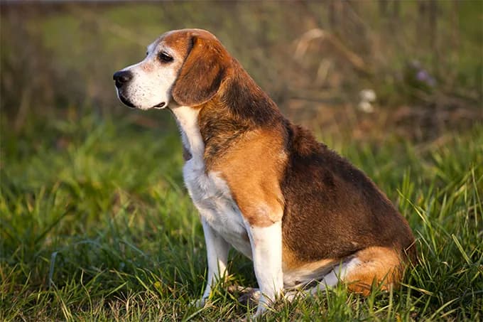 American Foxhound