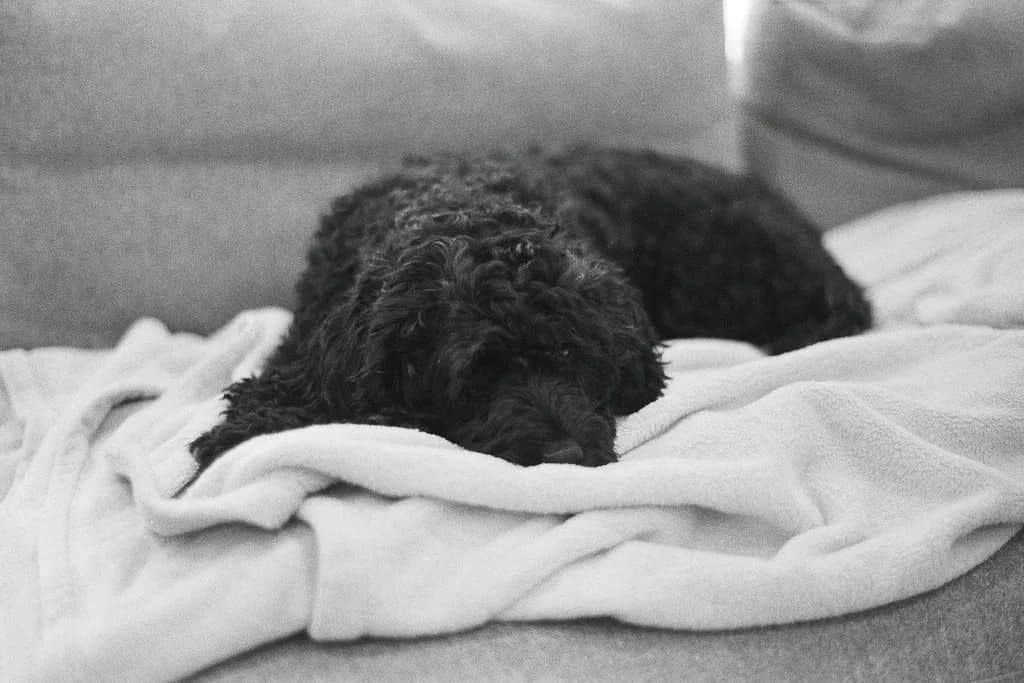 Schnoodle