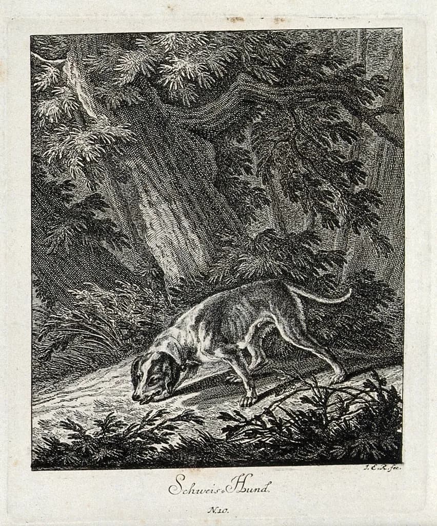 Bloodhound