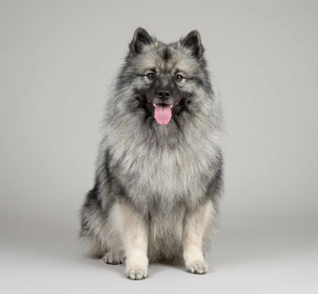Keeshond